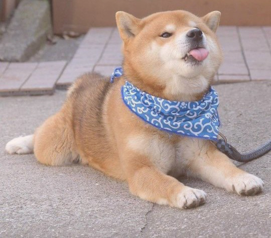dog stticking out his tongue